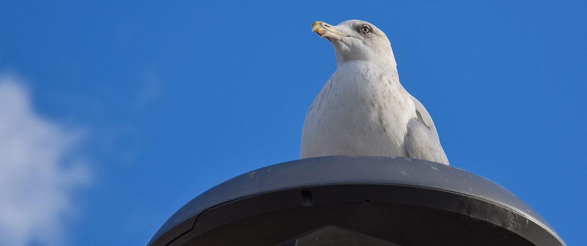 Bird on a lampost pest control news